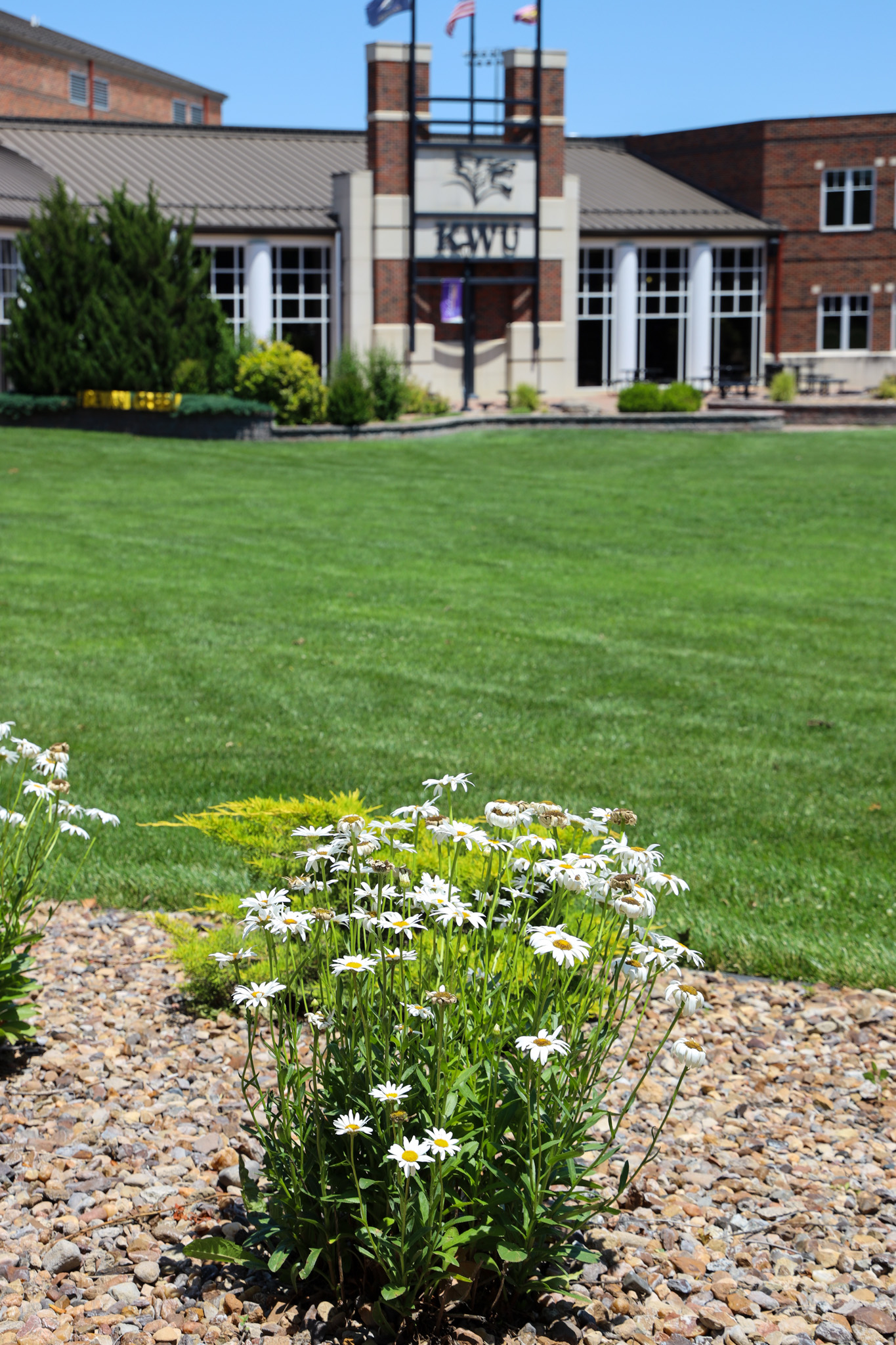 Flowers with large expanse of greenery behind