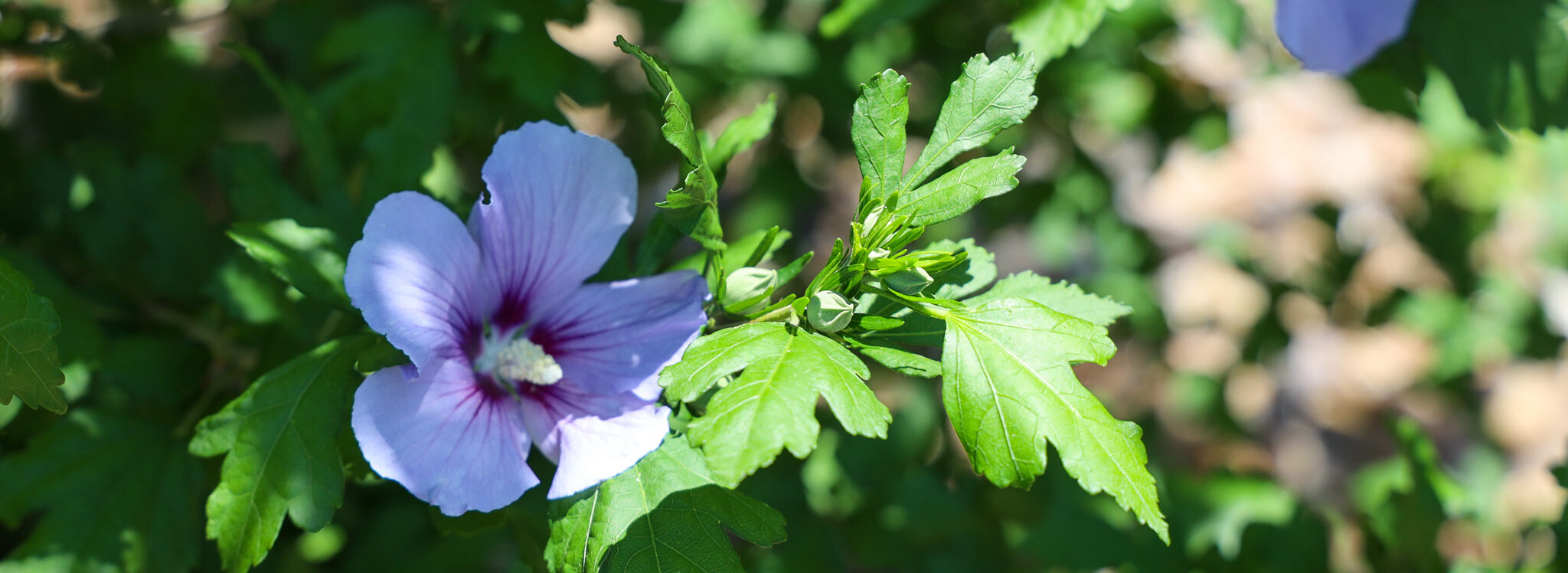 Purpleish/blueish flowers