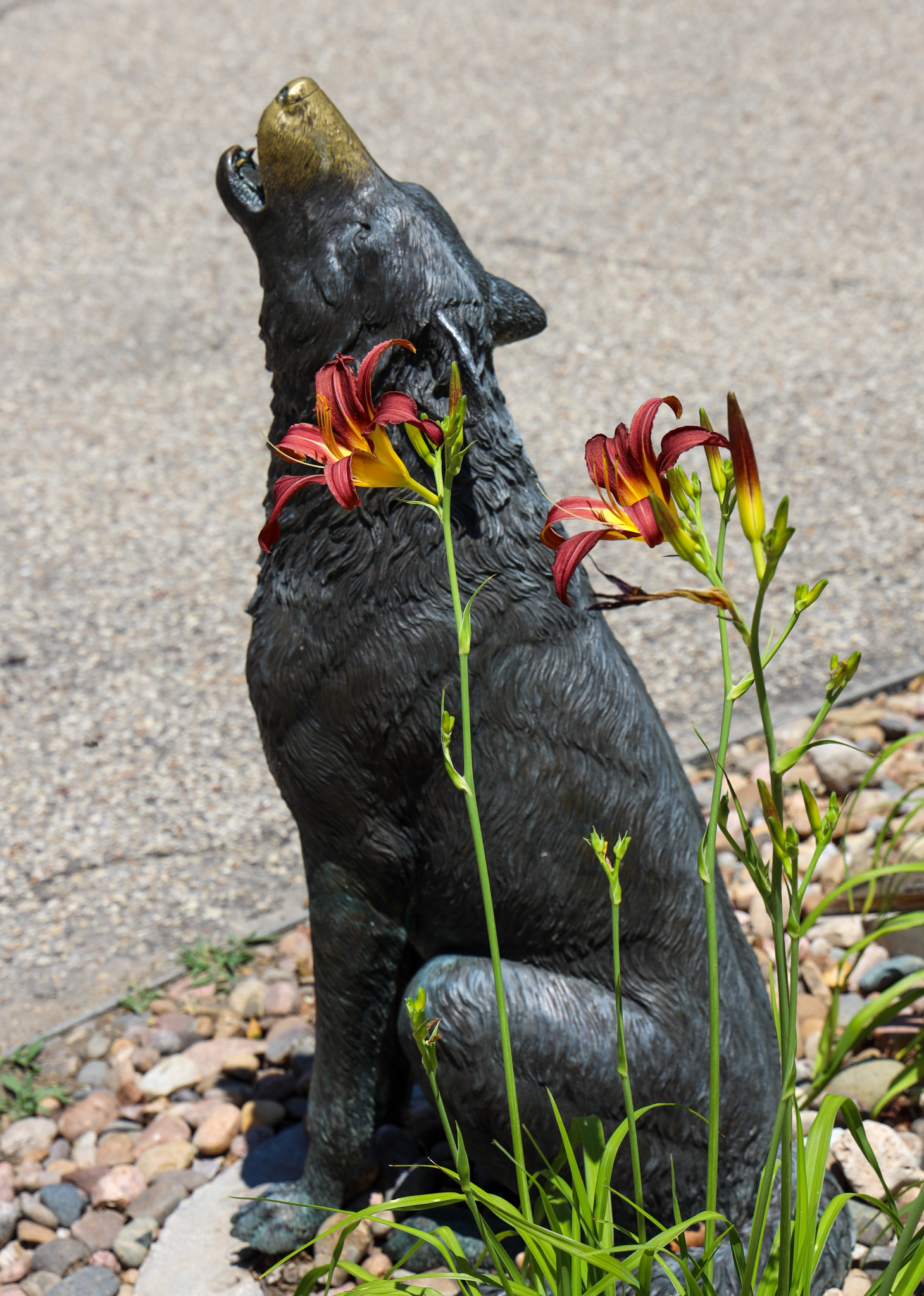Flowers around Coyote Statue