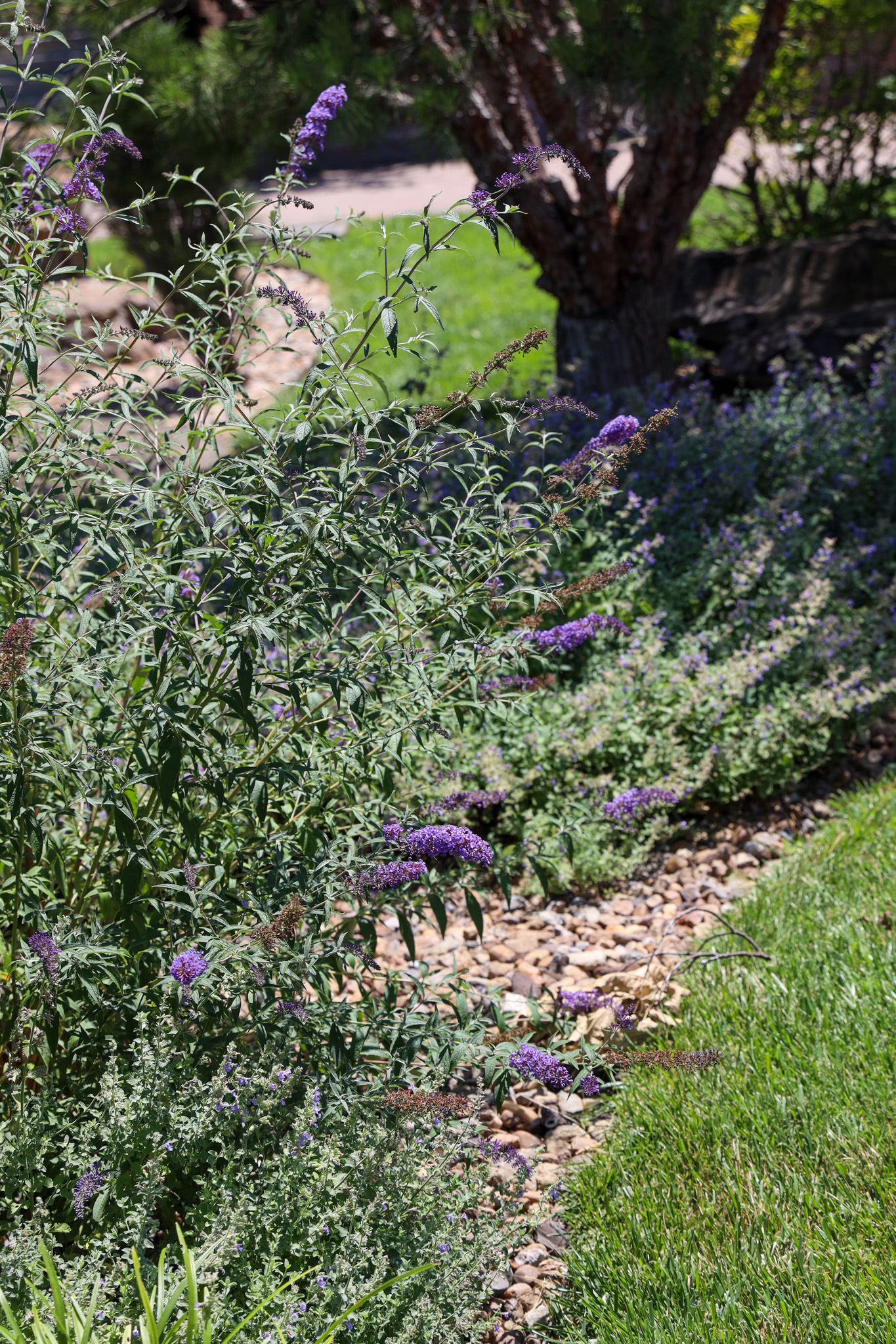 Flowering bush with greenery