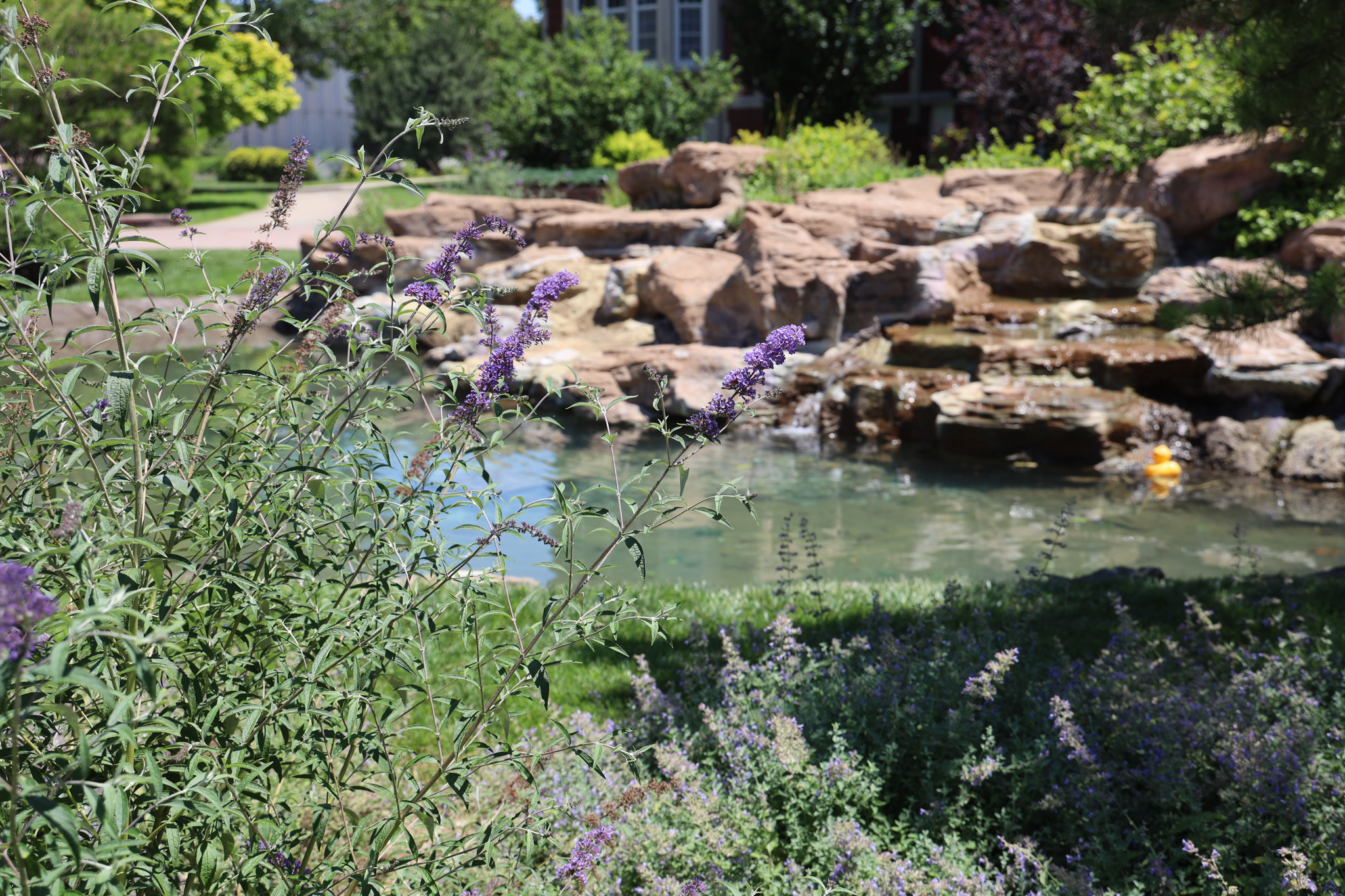 Flowers and shrubs around small pond