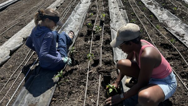Man leaning down into soil